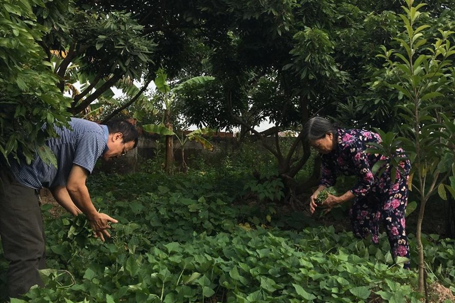 Rau lang của làng.